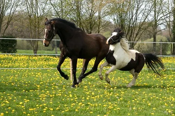 Alojamento de Acomodação e Pequeno-almoço D'hôtes Mauvierges Segré